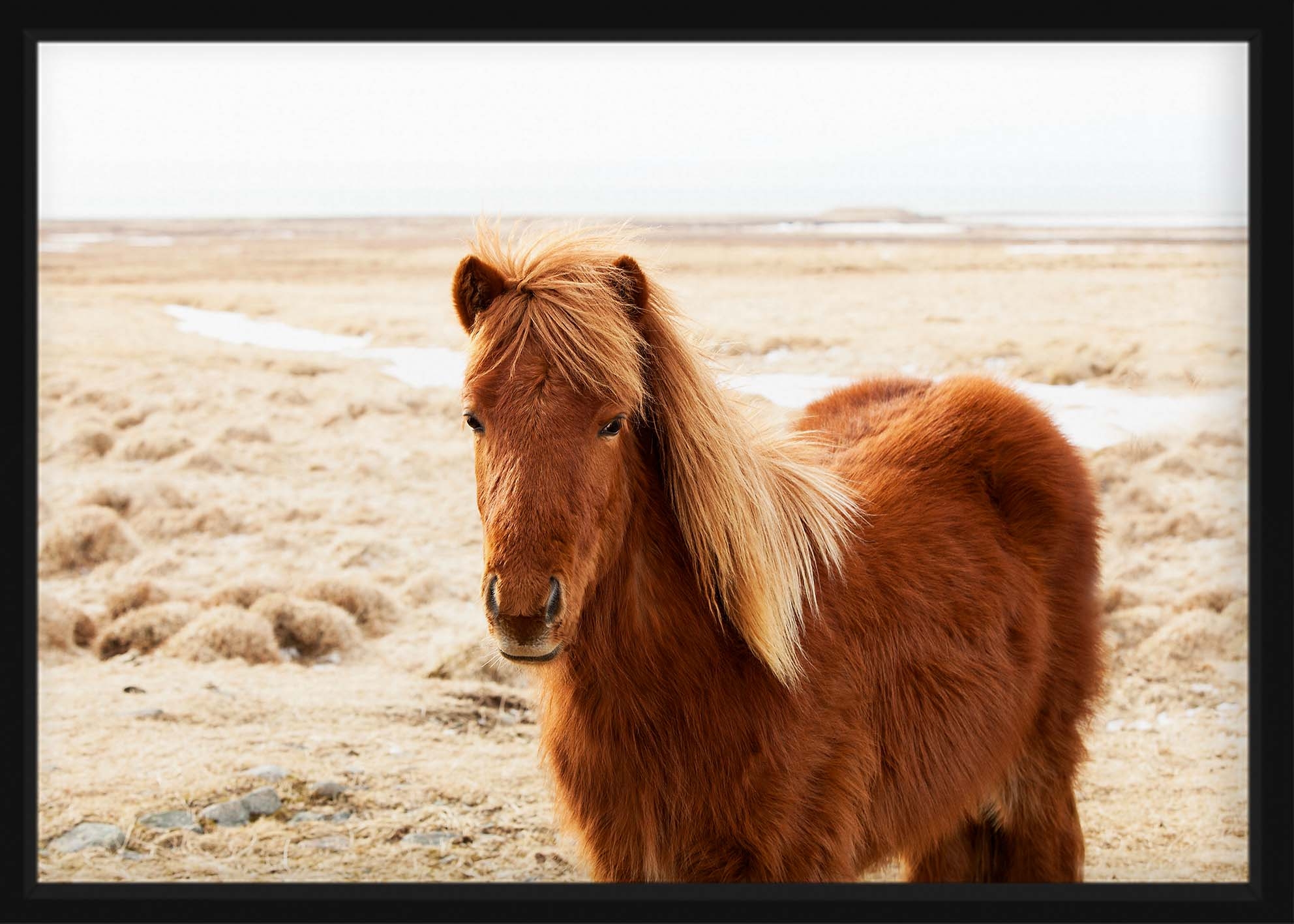 Poster - Portret IJslands paard